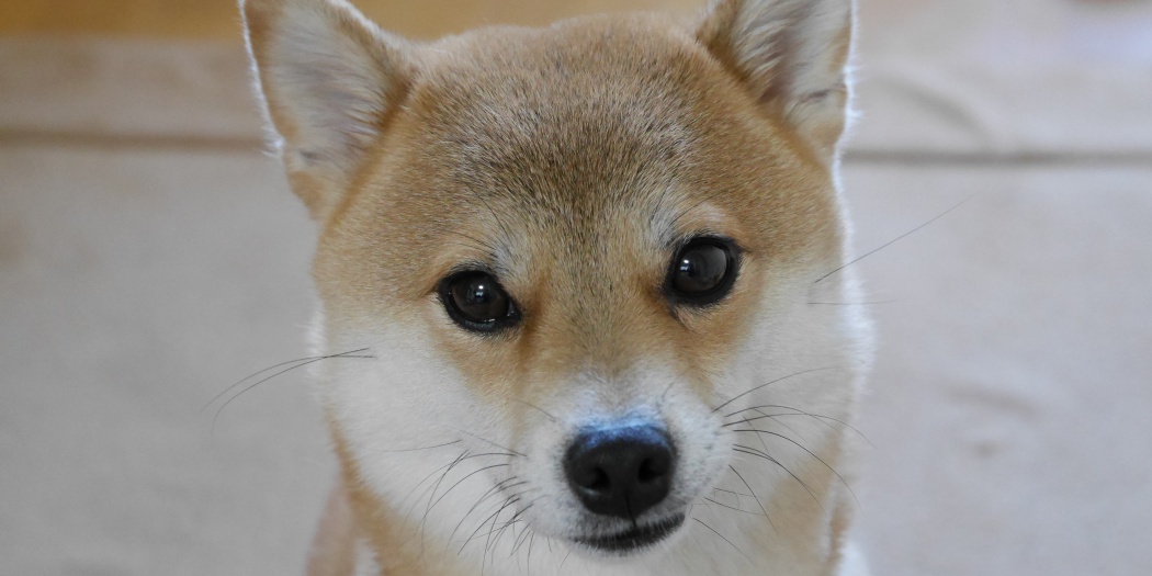 和む かわいい柴犬の日常を集めました Tokyo Headline