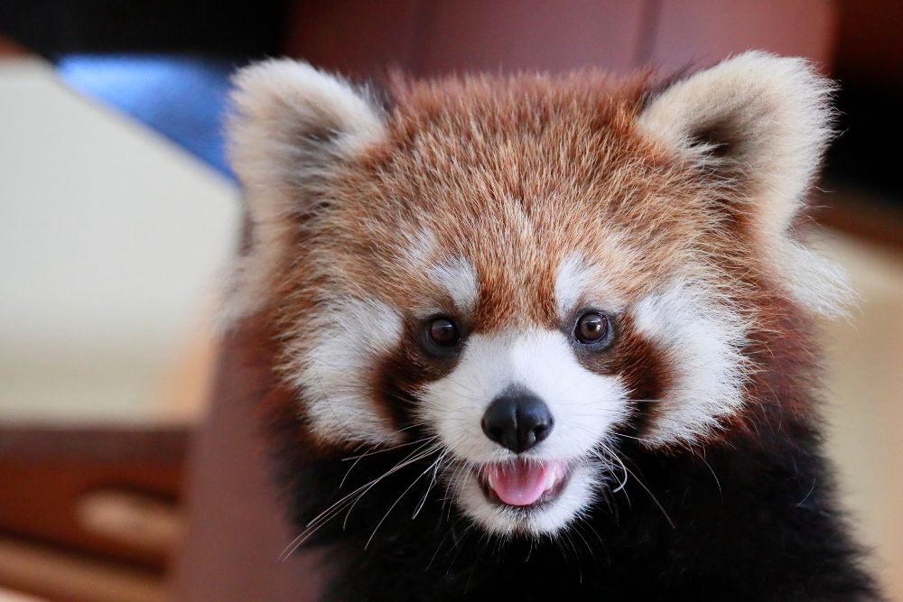 レッサーパンダの聖地 が教える市立動物園の未来と課題 Tokyo Headline