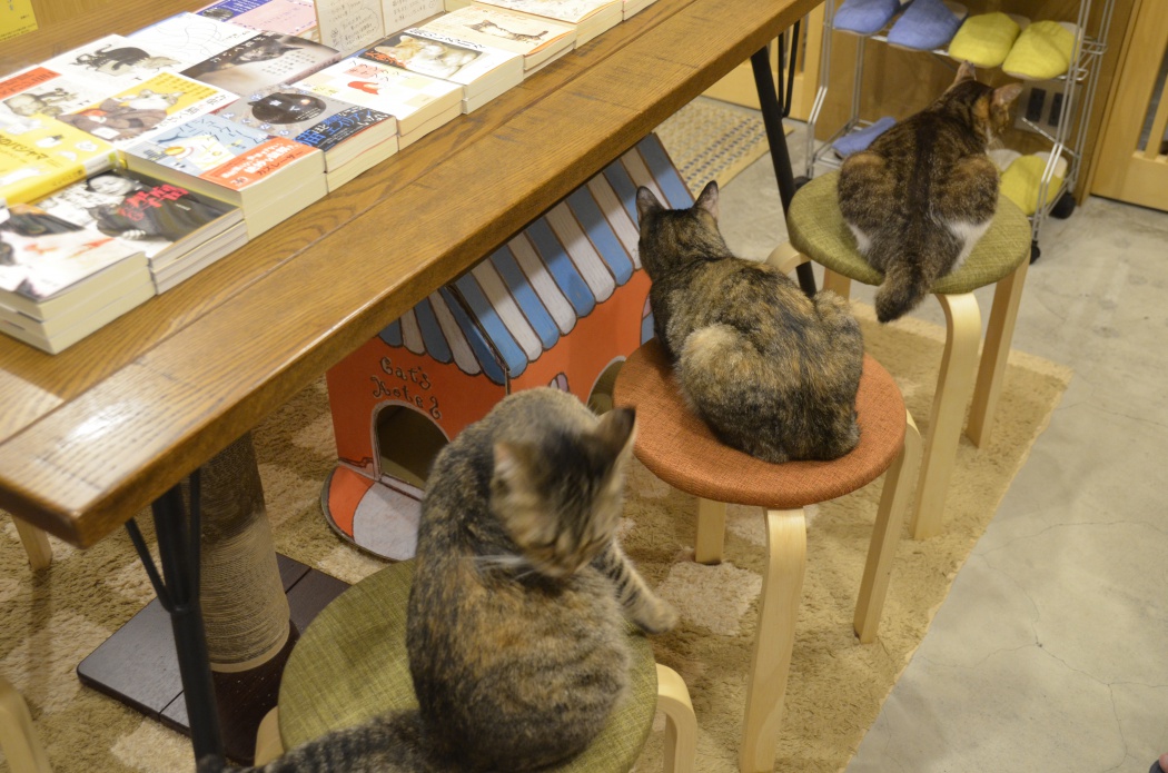 猫店員がお出迎え 猫本専門書店 Cat S Meow Books Tokyo Headline