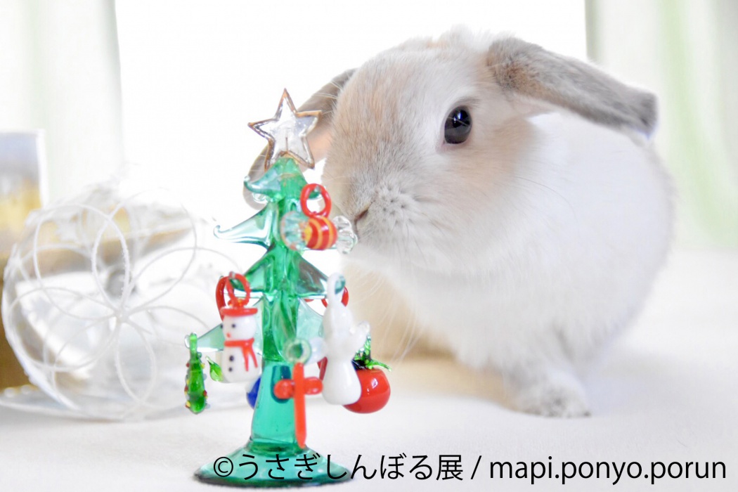 ウサギでモフモフのクリスマス 12月18日 火 の東京イベント Tokyo Headline