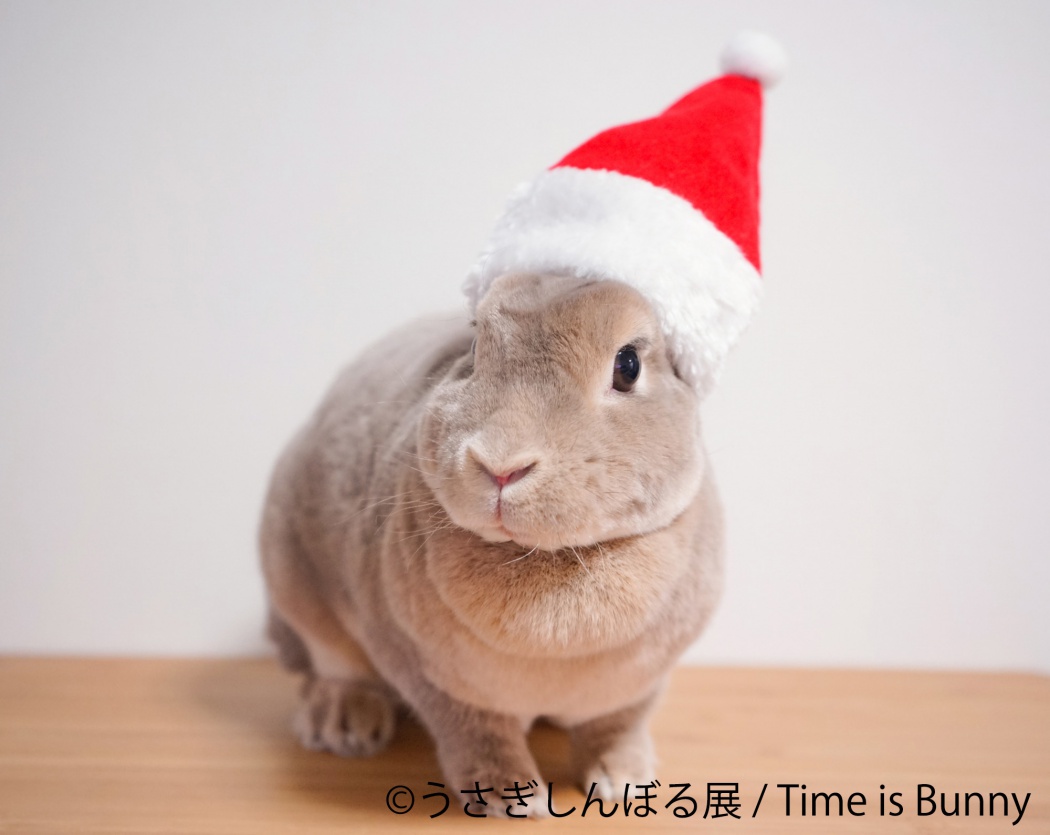 ウサギでモフモフのクリスマス 12月18日 火 の東京イベント Tokyo Headline